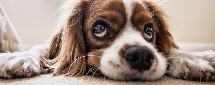 humane society pet rescue and adoption center